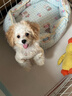 喵然心動(dòng)【視頻選寵】 小狗幼犬純種寵物狗狗活幼體小狗寵舍直發(fā) 寵物級 【泰迪】 曬單實(shí)拍圖
