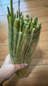 新鮮長(cháng)蒜苔30cm長(cháng)度粗細適中色澤飽滿(mǎn)高品質(zhì)生鮮蒜苔 蒜臺2斤 曬單實(shí)拍圖