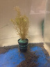 云峰海瑞水草活體懶人草魚(yú)缸造景活體水草套餐魚(yú)缸水草有莖類(lèi)中后景真水草 【好養易活】綠松尾（10只一組） 曬單實(shí)拍圖