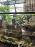 西游水族烏龜缸超白玻璃生態(tài)造景龜魚(yú)缸一體混養生態(tài)缸客廳專(zhuān)用家用飼養缸 50雨林豪華全套【缸+做好成品發(fā)貨+設備】 曬單實(shí)拍圖