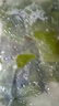 大連 鮮海帶 鹽漬裙帶菜梗  鹽漬海白菜裙帶菜蝦皮湯火鍋食材 鹽漬裙帶菜梗250g 曬單實(shí)拍圖