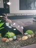 魚缸清洗神器魚缸水質(zhì)凈化劑魚缸凈水劑50年不換水去綠去黃水神器 一瓶裝【150ml】魚缸水質(zhì)凈化劑 曬單實(shí)拍圖