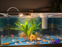 闊庭（KUOTING）魚缸水族箱生態(tài)桌面魚缸新款懶人魚缸過濾制氧一體白色【特大號】 曬單實拍圖