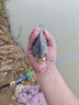 漢鼎一號5代魚(yú)竿超輕手竿5.4米臺釣竿鯽魚(yú)竿碳纖維手桿 5.4m小綜合 曬單實(shí)拍圖