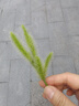 多美然廚房鹽罐陶瓷調(diào)料罐家用調(diào)料盒單個(gè)調(diào)味罐白色辣椒罐豬油罐耐高溫 單個(gè)中號黑線方罐約裝500克鹽 曬單實(shí)拍圖