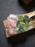 愛(ài)已裝糖仿真花奶油風(fēng)假花擺件手感保濕玫瑰花假綠植客廳裝飾花 粉色5支 曬單實(shí)拍圖
