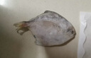 鮮京采 冷凍舟山地標(biāo)鮮捕大號(hào)銀鯧魚凈重3斤 5-6條/斤 海鮮 源頭直發(fā) 曬單實(shí)拍圖