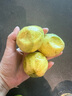 正宗云南百香果欽蜜9號(hào)黃金百香果旺久產(chǎn)地直發(fā)新鮮水果夏季 特價(jià)中果3斤 單果45-60 曬單實(shí)拍圖