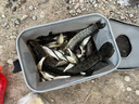 一味冰藍(lán)粉魚漂浮漂電子漂鯽魚漂高靈敏醒目加粗釣夜光漂 變色款-5號(hào) 曬單實(shí)拍圖