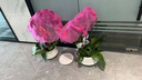 鮮花情同城專(zhuān)人配送蝴蝶蘭大花蕙蘭北美冬青大盆花卉喬遷爸媽長(cháng)輩禮物 6株紫色蝴蝶蘭-底盆隨機可選 同城專(zhuān)人送花到家-當天達-也可預定日期 曬單實(shí)拍圖