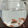 貝初眾魚(yú)缸小型魚(yú)缸圓形塑料缸仿玻璃一體生態(tài)桌面缸家用客廳金魚(yú)斗魚(yú)缸 輕巧高透魚(yú)缸 24*18.5*19.5cm【大號】 高透pet仿玻璃材質(zhì) 裸缸 打不破 摔不碎 久用不糊 曬單實(shí)拍圖