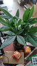 發(fā)財樹(shù)盆栽大植物室內辦公室桌面客廳小盆景招財樹(shù)苗綠植花卉盆栽 三桿發(fā)財樹(shù) 5-8cm【四方塑膠盆】 【送肥料】 曬單實(shí)拍圖