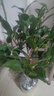 茶花樹(shù)苗四季香妃花卉盆栽易活四季山茶花帶花苞花苗好養耐寒綠植 五色赤丹4年苗【50-60厘米高】包活包對版 曬單實(shí)拍圖