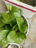 碧玉新品紅邊四季常青室內花卉綠植開(kāi)花植物凈化濃香型盆栽 碧玉【紅色】6-8頭重瓣濃香型 塑料盆栽好 3個(gè)周期開(kāi)花 曬單實(shí)拍圖