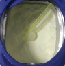 荷蘭牛欄（Nutrilon）諾優(yōu)能嬰幼兒配方奶粉乳糖配方原裝進(jìn)口 3段 3罐 （10-12個(gè)月）26.8-27.3 曬單實(shí)拍圖