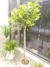 愛(ài)優(yōu)尚香水檸檬樹(shù)盆栽綠植大型室內客廳植物吸甲醛陽(yáng)臺四季好養源頭直發(fā) 曬單實(shí)拍圖