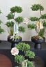 芙洛拉花園【兩小時(shí)達】五層塔松盆栽送導師青松綠植喬遷之喜開(kāi)業(yè)中秋節禮物 學(xué)術(shù)長(cháng)青【精致造景五層塔松盆景】 送導師推薦 曬單實(shí)拍圖