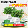 薄荷盆栽水培薄荷葉子新鮮可食用迷迭香驅(qū)蚊植物室內(nèi)綠植花卉 中盆薄荷（早安盆） 曬單實(shí)拍圖