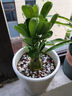 沙漠玫瑰盆栽重瓣花卉庭院植物耐旱室內四季陽(yáng)臺盆景懶人好養綠植 沙漠玫瑰【風(fēng)采】3年老樁+加侖盆 曬單實(shí)拍圖