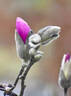 瑰瑋玉蘭花樹(shù)苗帶花苞紅白紫黃四季開(kāi)花室外庭院花卉盆栽綠化耐寒大樹(shù) 紫玉蘭（當年開(kāi)花） 2公分粗（品種備注） 曬單實(shí)拍圖