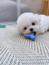 朵蔓純種比熊幼犬小型活物雙血統飛耳卷毛比熊犬家養寵物狗長(cháng)不大可愛(ài) 血統級 比熊 公 曬單實(shí)拍圖