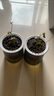 【九里香芳香驅蚊】九里香盆栽辦公室綠植室內四季花卉桌面植物 九里香原裝+輕奢煙灰自吸盆【2盆】 曬單實(shí)拍圖