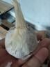 靜益樂(lè )源山東紫皮蒜大蒜干大蒜蔬菜批發(fā)干蒜自種大蒜種子多瓣蒜當季蔬菜 精品大蒜【45mm中果】?jì)糁?.5斤 精選今年大蒜 曬單實(shí)拍圖