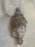 舟山梭子蟹鮮活特大野生大螃蟹新鮮冷凍海鮮水產(chǎn)海蟹飛蟹白蟹順豐 9兩以上/只【5斤 超大野生肥美】 曬單實拍圖