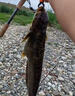 螺肉魚(yú)餌野釣鯽魚(yú)青魚(yú)鯉魚(yú)鯰魚(yú)黑魚(yú)餌料黑坑湖庫螺絲肉顆粒釣魚(yú)食 一瓶裝【鯰魚(yú)專(zhuān)用餌】 曬單實(shí)拍圖