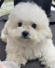朵蔓純種比熊幼犬小型活物雙血統飛耳卷毛比熊犬家養寵物狗長(cháng)不大可愛(ài) 血統級 比熊 公 曬單實(shí)拍圖