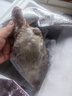 梭子蟹鮮活特大野生舟山大螃蟹海鮮新鮮冷凍海蟹水產(chǎn)飛蟹白蟹順豐 7-9兩/只 【凈重5斤特大梭子蟹】 曬單實拍圖
