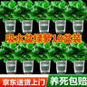 雙盟綠蘿盆栽除甲醛花卉綠植辦公室新房凈化空氣 120款10盆源頭直發(fā) 曬單實拍圖