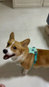 拉夫威爾ruffwear嗨輕狗狗胸背帶狗背帶中小型犬雪納瑞背帶式狗狗牽引繩 鼠尾草綠/霧森綠 S 曬單實拍圖