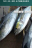 新鮮金槍魚一整條進(jìn)口深海捕撈冷凍生鮮海魚日式料理無污染刺身魚 深海4-7斤/2條【吃爽】 曬單實拍圖
