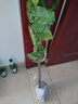 嫁接板栗樹(shù)苗南方北方種植果樹(shù)早熟晚熟板栗當年結果特大板栗樹(shù)苗 農大一號\當年結果苗 81cm(含)-110cm(含) 曬單實(shí)拍圖