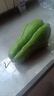 云南佛手瓜新鮮現摘佛手瓜農家佛手瓜有刺洋瓜蔬菜洋絲瓜福壽瓜 新鮮佛手瓜 5斤 帶箱 曬單實(shí)拍圖