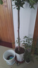 花財主大型盆栽綠植 檸檬樹鴨腳木發(fā)財樹天堂鳥綠植室內客廳大盆栽 S級香水檸檬1.5-1.7米【鉆石盆】 含盆 曬單實拍圖