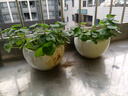景郁春 JIRYUCUR銅錢草水培植物盆栽四季好養(yǎng)帶葉 銅錢草兩盆 源頭直發(fā) 曬單實(shí)拍圖