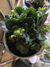 長(cháng)壽花盆栽重瓣金狐貍大花帶花苞花苗四季室內開(kāi)花好養的花卉植物 金華黃（帶花苞四季開(kāi)花 不含盆 曬單實(shí)拍圖