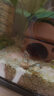 百因美百因美魚(yú)飼料小型觀(guān)賞魚(yú)魚(yú)糧孔雀魚(yú)斗魚(yú)鸚鵡魚(yú)熱帶魚(yú)魚(yú)貼片魚(yú)食 曬單實(shí)拍圖