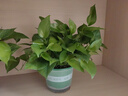 雙盟綠蘿盆栽除甲醛花卉綠植辦公室新房凈化空氣180加侖4盆裝源頭直發(fā) 曬單實拍圖