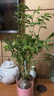 京云夢(mèng)單株白玉虎皮蘭帶盆栽植物花草葉子土培辦公室自動(dòng)吸水源頭直發(fā) 曬單實(shí)拍圖
