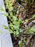 大葉無(wú)須豌豆苗種子豌豆尖吃苗四季陽(yáng)臺盆栽芽苗菜秋冬季蔬菜種子 【大葉無(wú)須】豌豆尖種子【關(guān)注店鋪優(yōu)先發(fā)貨】 精選100克(二兩)【關(guān)注店鋪聯(lián)系客服發(fā)半斤】 曬單實(shí)拍圖