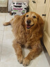伯納天純狗糧中大型犬全價(jià)成年犬糧17kg羊肉蔓越莓味 曬單實(shí)拍圖