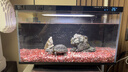 米家（MIJIA）智能生態(tài)魚(yú)缸還原自然生態(tài) 智能魚(yú)缸+濾芯套裝 曬單實(shí)拍圖