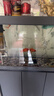 冷水鸚鵡魚(yú)招財魚(yú)血鸚鵡紅金魚(yú)冷水觀(guān)賞魚(yú)活體魚(yú)苗好養耐活發(fā)財魚(yú) 冷水血鸚鵡3條【19-21cm】 曬單實(shí)拍圖
