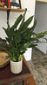 【熱銷款】白掌一帆風(fēng)順盆栽水培植物室內(nèi)花綠植紅掌發(fā)財(cái)樹吸甲醛 特級白掌帶花+杏色提拉米蘇盆 曬單實(shí)拍圖
