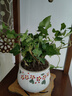 常春藤盆栽室內(nèi)垂吊植物好養(yǎng)水培綠植凈化空氣除甲醛四季常青長(zhǎng)青 1盆青葉 常春藤(長(zhǎng) 15-20厘米) 簡(jiǎn)易盆 曬單實(shí)拍圖
