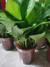 雙盟綠蘿盆栽除甲醛花卉綠植辦公室新房?jì)艋諝?120款10盆源頭直發(fā) 曬單實(shí)拍圖