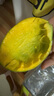 【新鮮上市】正宗攀枝花凱特芒果新鮮水果 帶箱2斤200g+ 曬單實(shí)拍圖
